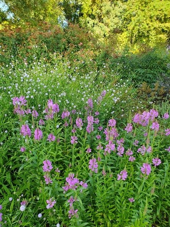 Weekly catch up with garden & propagation Weekly catch up with garden & propagation