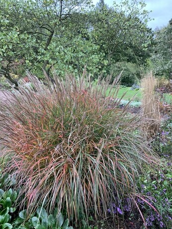 Perennials for Great Autumn Colour Perennials for Great Autumn Colour