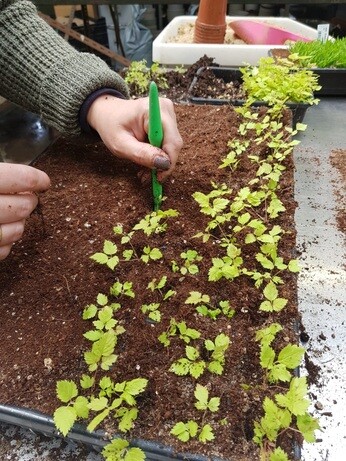 Weekly catch up with garden and propagation Weekly catch up with garden and propagation