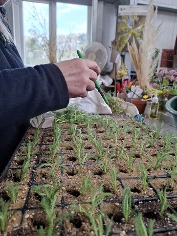 Weekly catch up with garden & propagation Weekly catch up with garden & propagation