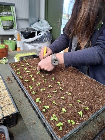 Weekly catch up with gardens & propagation Weekly catch up with gardens & propagation