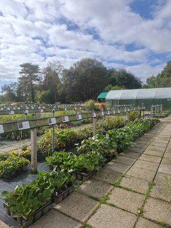 Weekly catch up with garden and propagation Weekly catch up with garden and propagation
