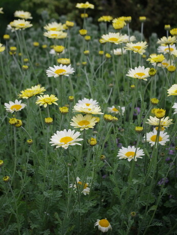 Achillea- How to Grow and Care for Achillea- How to Grow and Care for