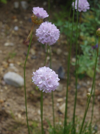 Weekly catch up with garden & propagation Weekly catch up with garden & propagation