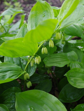 Weekly catch up with gardens & propagation Weekly catch up with gardens & propagation
