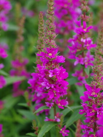 Top 10 moisture loving plants Top 10 moisture loving plants