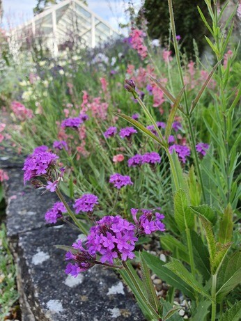 Verbena- How to Grow and Care for Verbena- How to Grow and Care for