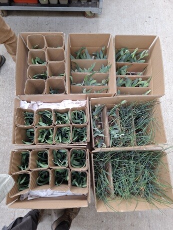 Weekly catch up with garden & propagation Weekly catch up with garden & propagation