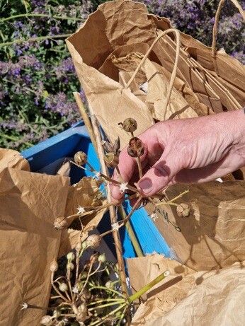 Seed collecting with propagation expert Emily Seed collecting with propagation expert Emily