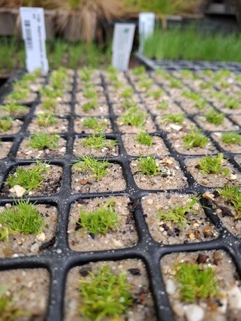 February news from the garden and propagation February news from the garden and propagation