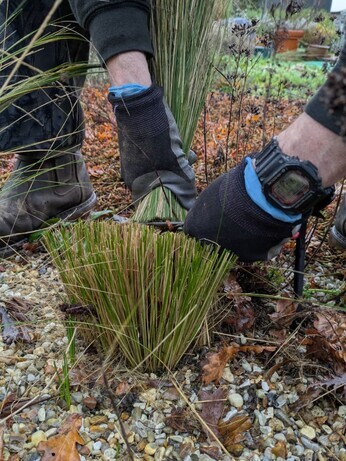 Weekly catch up with garden & propagation Weekly catch up with garden & propagation