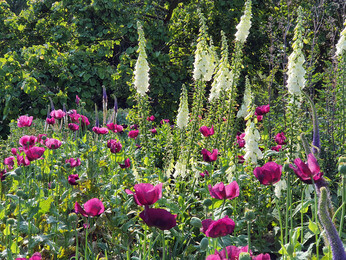 This week with the garden team- late May This week with the garden team- late May