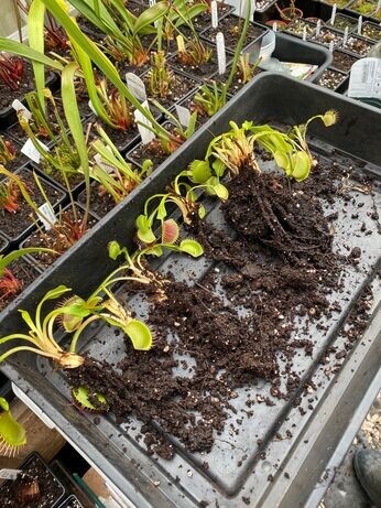 Winter propagation-carnivorous plants Winter propagation-carnivorous plants