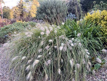 Ornamental Grasses for Autumnal Interest Ornamental Grasses for Autumnal Interest