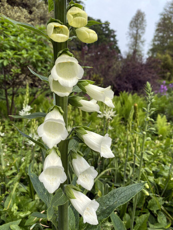 How to use biennial flowers in the garden for a naturalistic look How to use biennial flowers in the garden for a naturalistic look