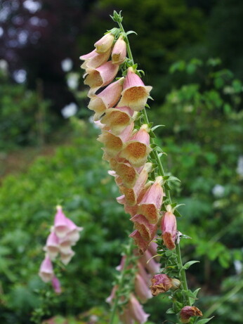 Gardening Dilemmas - Part 5 Gardening Dilemmas - Part 5