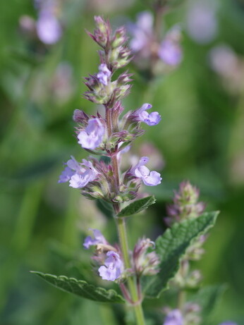 Nepeta (Catmint)- how to grow and care for Nepeta (Catmint)- how to grow and care for