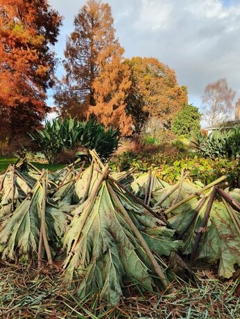 Weekly catch up with garden & propagation Weekly catch up with garden & propagation