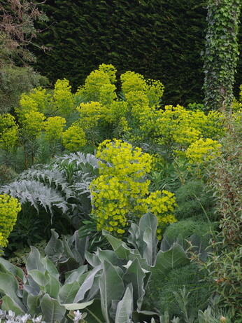 How to grow euphorbia (spurge) How to grow euphorbia (spurge)