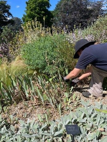 Weekly catch up with garden and propagation Weekly catch up with garden and propagation