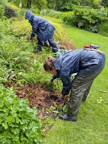 Weekly catch up with garden and propagation Weekly catch up with garden and propagation