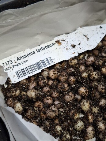 Weekly catch up with garden & propagation Weekly catch up with garden & propagation