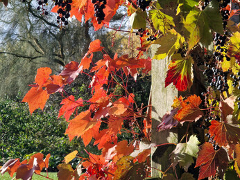 Brilliant autumn colour Brilliant autumn colour