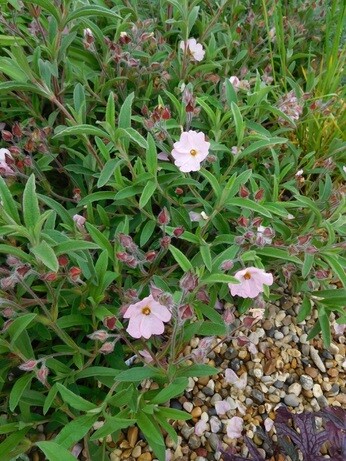 Weekly catch up with garden & propagation Weekly catch up with garden & propagation