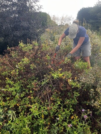 Weekly catch up with garden & propagation Weekly catch up with garden & propagation