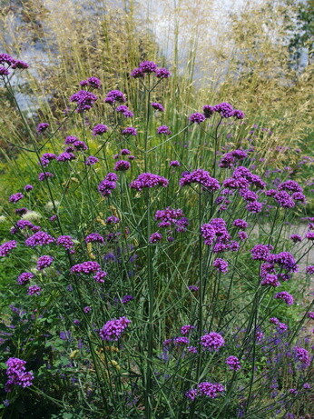 Gardening Dilemmas - Part 5 Gardening Dilemmas - Part 5