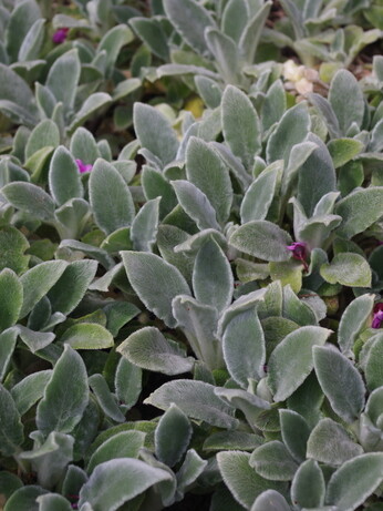 Easy evergreens for winter interest Easy evergreens for winter interest