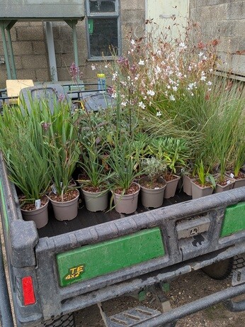 Weekly catch up with garden & propagation Weekly catch up with garden & propagation