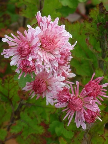 Team Chatto's favourite plants