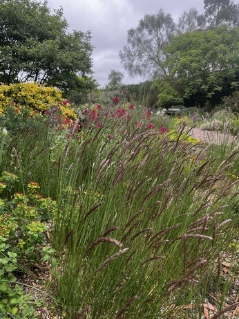 Weekly catch up with garden & propagation
