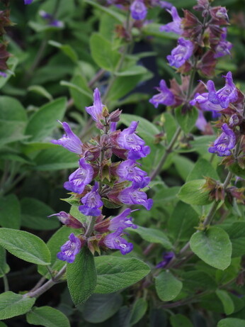Weekly catch up with garden & propagation Weekly catch up with garden & propagation