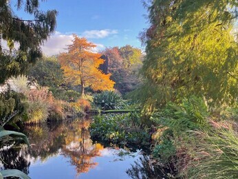 Brilliant autumn colour Brilliant autumn colour
