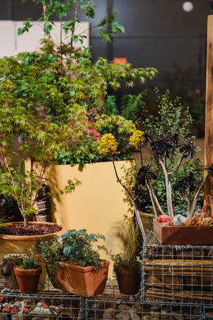 RHS Urban Show 2024 RHS Urban Show 2024