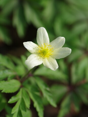 How to grow dwarf anemones How to grow dwarf anemones