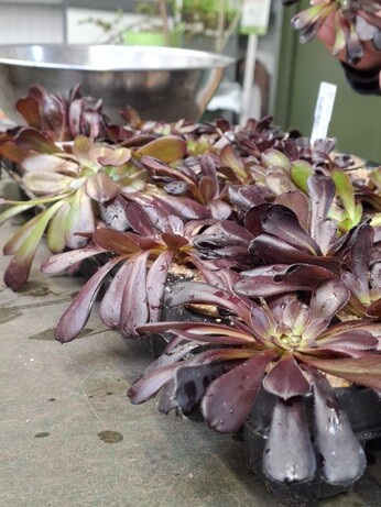 Weekly catch up with garden & propagation Weekly catch up with garden & propagation