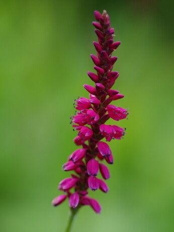 Plant profile - Bistorta amplexicaulis Plant profile - Bistorta amplexicaulis