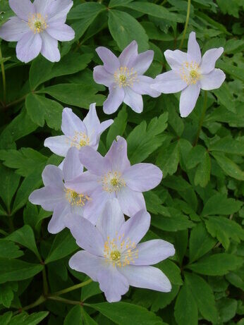 Team Chatto's favourite plants