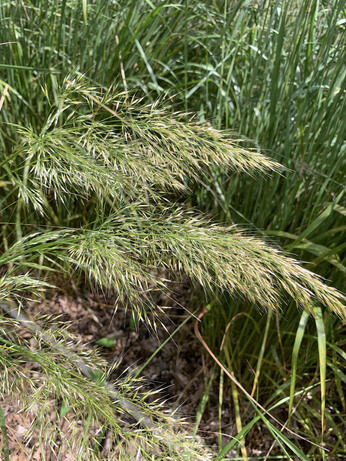 Stipa- How to Grow and Care for Stipa- How to Grow and Care for