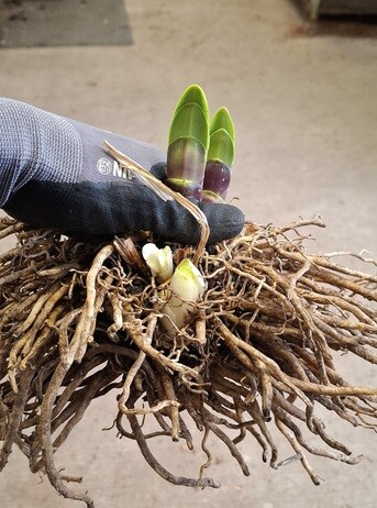 Weekly catch up with gardens & propagation Weekly catch up with gardens & propagation