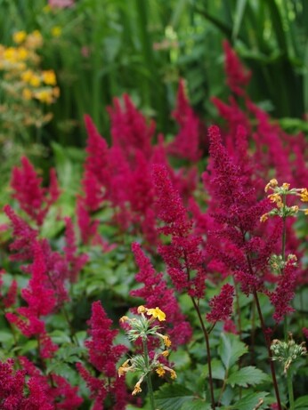 Plant combination ideas in June Plant combination ideas in June