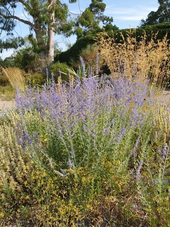 Plants that have stood up to the summer - Gravel Garden Plants that have stood up to the summer - Gravel Garden