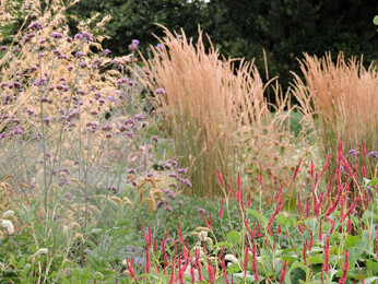 Ornamental Grasses for Autumnal Interest Ornamental Grasses for Autumnal Interest