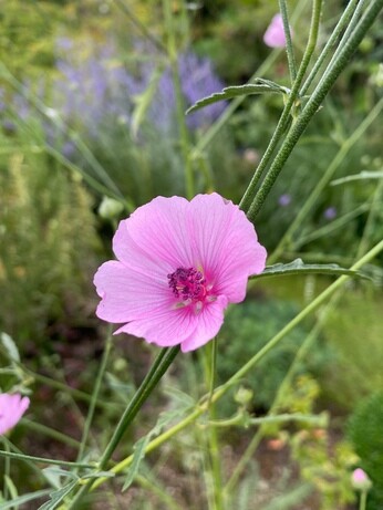 Plants that have stood up to the summer - Gravel Garden Plants that have stood up to the summer - Gravel Garden