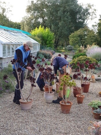 Weekly catch up with garden & propagation Weekly catch up with garden & propagation
