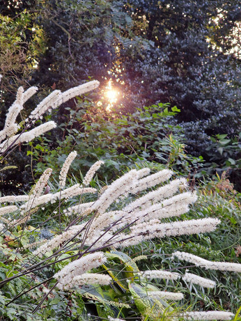 What's still in flower in October? What's still in flower in October?