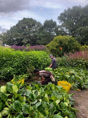 Weekly catch up with garden & propagation Weekly catch up with garden & propagation